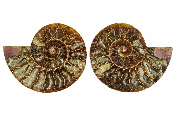Cut & Polished Crystal-Filled Ammonite Fossil - Madagascar #354154